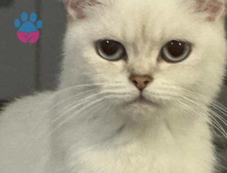 British Short hair Dişi Kedim İçin Eş Arıyoruz-Başakşehir