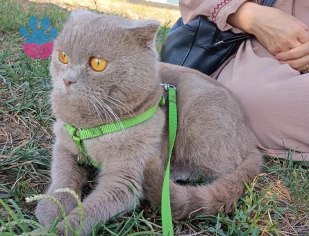 Oğluma eş arıyorum