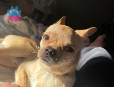 Chihuahua Erkek