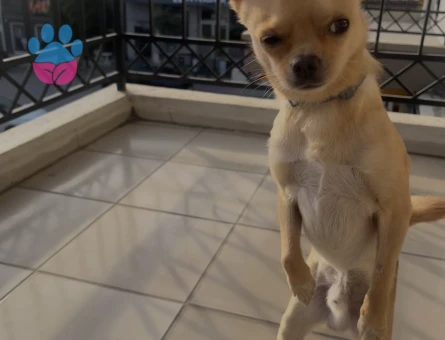 Chihuahua Erkek