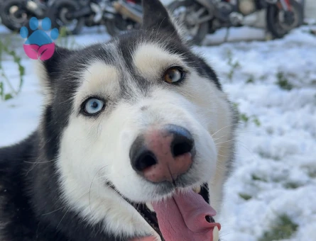 Arese ilk dişisini arıyoruz!!