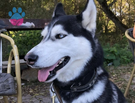 Arese ilk dişisini arıyoruz!!