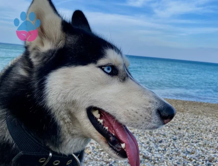 Arese ilk dişisini arıyoruz!!