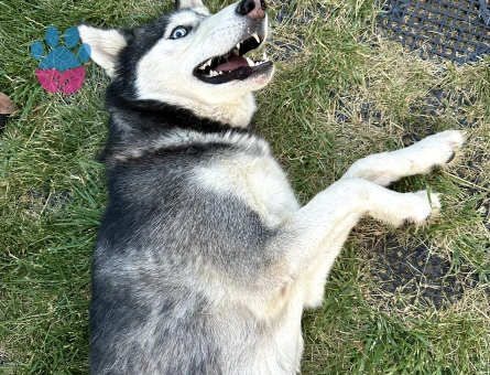 Arese ilk dişisini arıyoruz!!