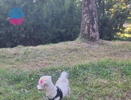 Kızıma eş ariyorum