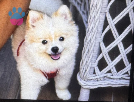 10 aylık Oğluma Eş Arıyorum