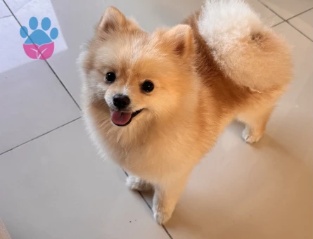 10 aylık Oğluma Eş Arıyorum