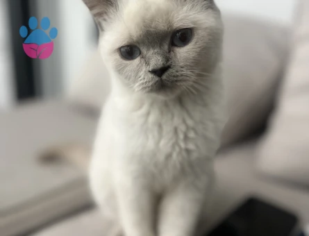 BluePoint British short hair erkek 8 aylık