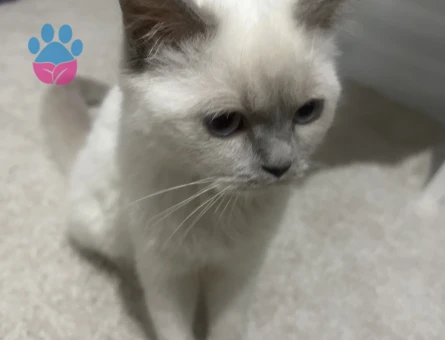 BluePoint British short hair erkek 8 aylık