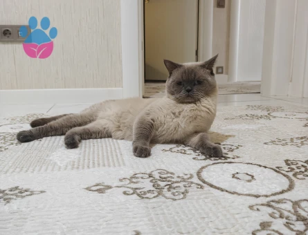 Bluepoint kedimize eş arıyoruz