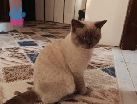 Bluepoint kedimize eş arıyoruz