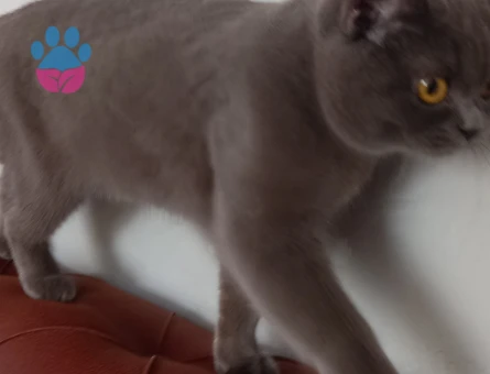 Prensesime es ariyorum