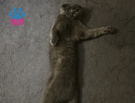 Güzel kızıma eş arıyorum