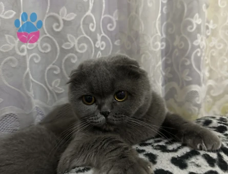 Güzel kızıma eş arıyorum