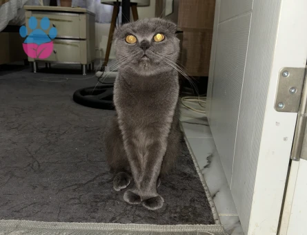 Güzel kızıma eş arıyorum