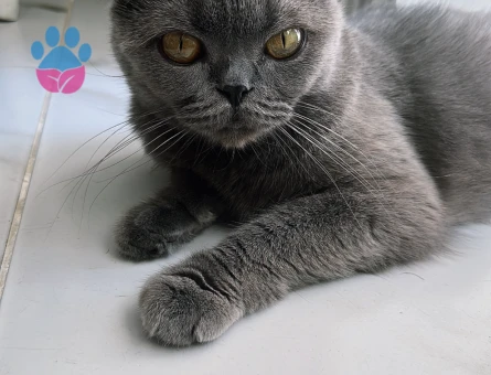 Güzel kızıma eş arıyorum