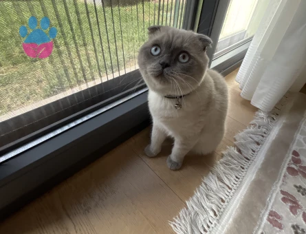 Kral ‘a Shortair dişi eş arıyoruz