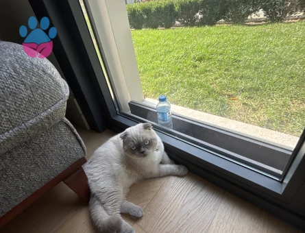 Kral ‘a Shortair dişi eş arıyoruz