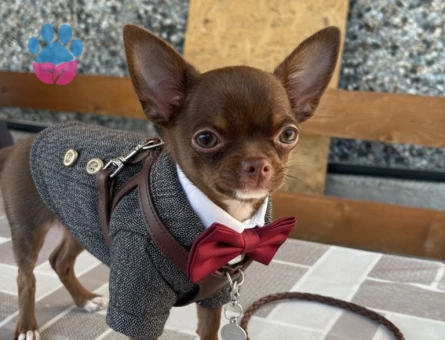 Chihuahua ogluma eş arıyorum