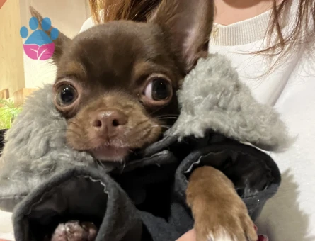 Chihuahua ogluma eş arıyorum