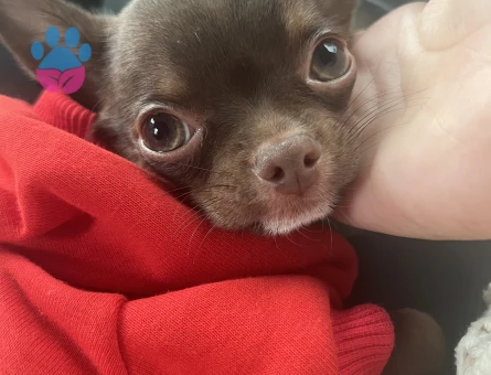 Chihuahua ogluma eş arıyorum