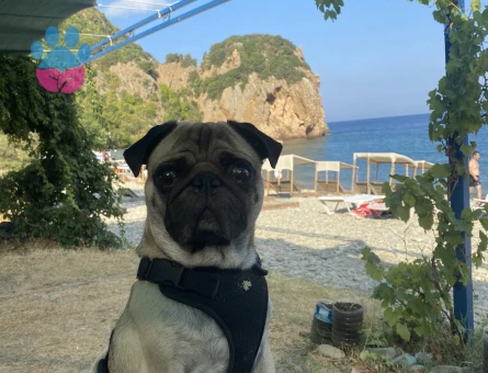 Pug köpeğime eş arıyorum