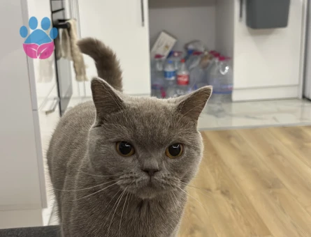 Dişi british kedime eş arıyorum