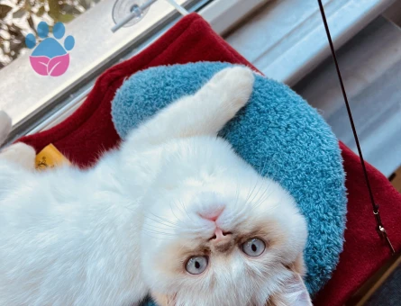 Köpük’üme Gelin Arıyorum