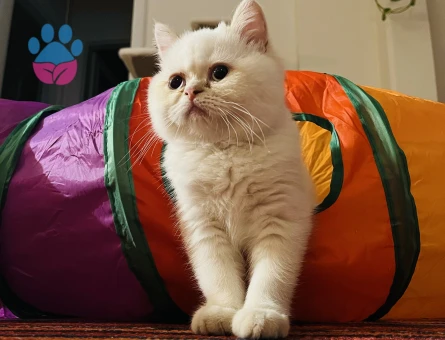 Köpük’üme Gelin Arıyorum