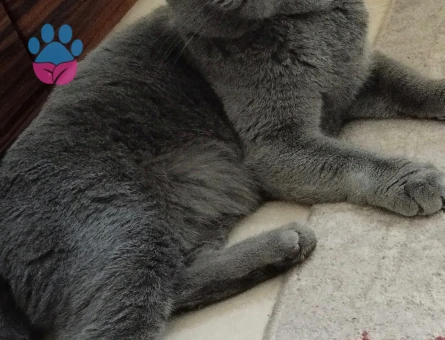 Prensimize prenses arıyoruz