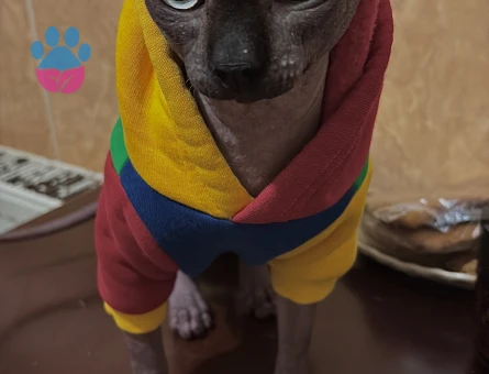 1,5 yaşındaki sfenks kedime eş arıyorum