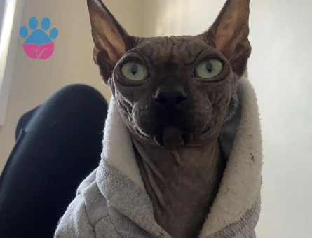 1,5 yaşındaki sfenks kedime eş arıyorum