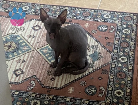 1,5 yaşındaki sfenks kedime eş arıyorum