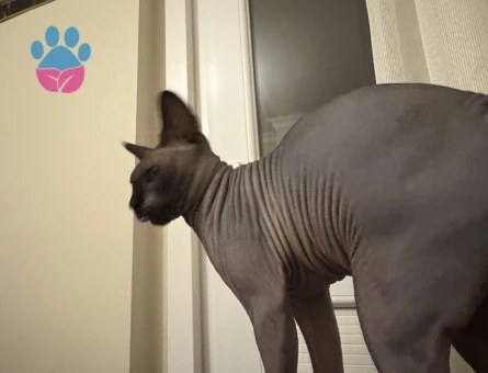 1,5 yaşındaki sfenks kedime eş arıyorum