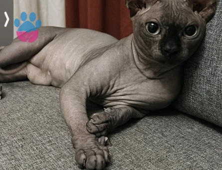 1,5 yaşındaki sfenks kedime eş arıyorum