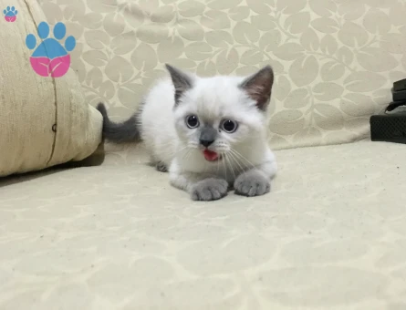 British Bluepoint Erkek