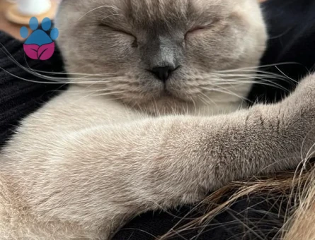 British Bluepoint Erkek