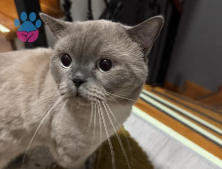 British Bluepoint Erkek