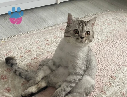 Oscar'a Eş arıyoruz