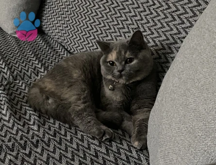 8 aylık dişi kediye eş arıyoruz