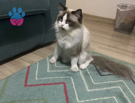 Kızımızın yavruları olsun istiyoruz