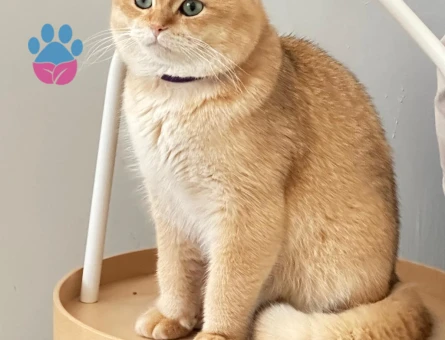 Golden british Shorthair 1 Yaşında Eş Arıyor