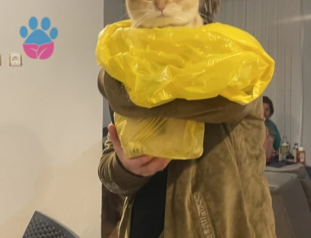 Golden british Shorthair 1 Yaşında Eş Arıyor