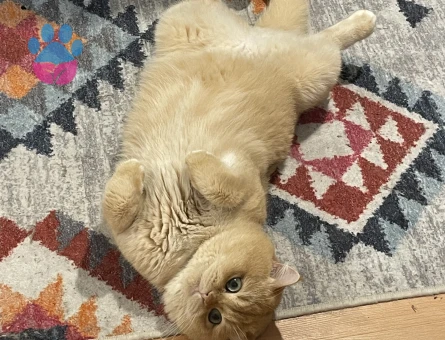 Golden british Shorthair 1 Yaşında Eş Arıyor