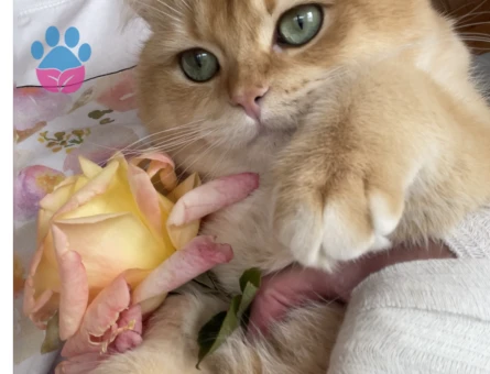 Golden british Shorthair 1 Yaşında Eş Arıyor