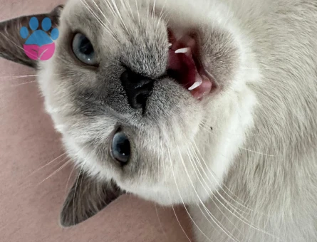 british bluepoint erkeğimize eş arıyoruz