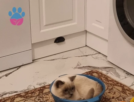 british bluepoint erkeğimize eş arıyoruz