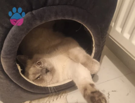 british bluepoint erkeğimize eş arıyoruz