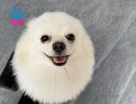 Erkek Poomeranian Boo 3 Yaşında Eş Arıyor