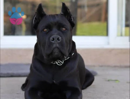 Cane corso 1 Yaşında Eş Arıyoruz